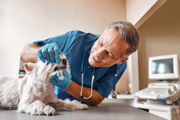 Best Holiday Emergency Dentist in Schnecksville, PA